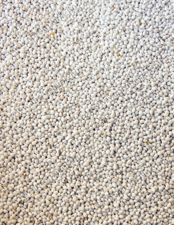 Alexandriai Here Vetőmag