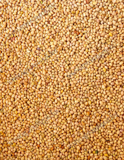 Bíborhere Fémárolt Vetőmag