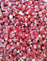 Kukorica bordó - takarmányozási célú