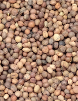 Bükköny Tavaszi - takarmányozási célú