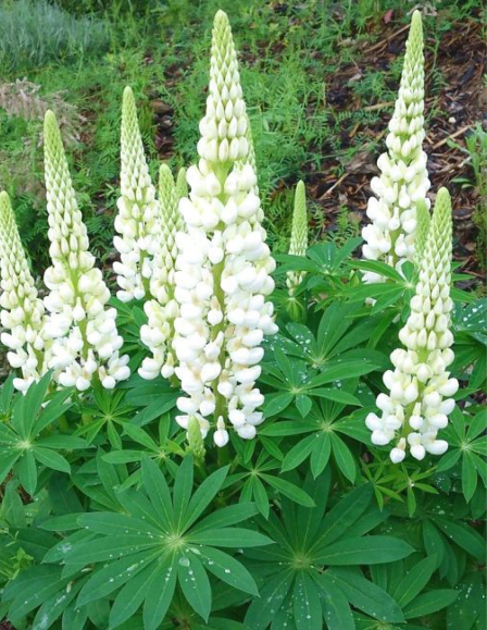 csillagfurt-edes-kozepes