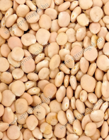 Csillagfürt Nelly édes - takarmányozási célú