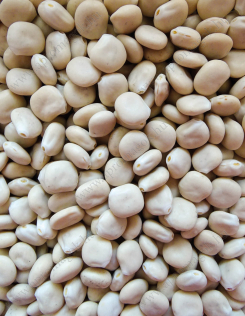 Csillagfürt Keserű - Konvencionális