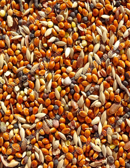 Énekesmadár Keverék