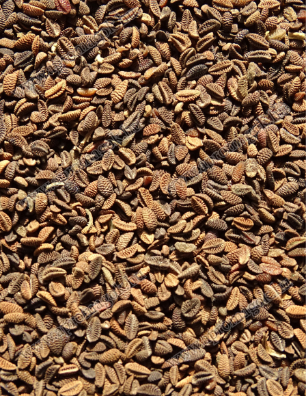 Facélia mag , Mézontófű Vetőmag