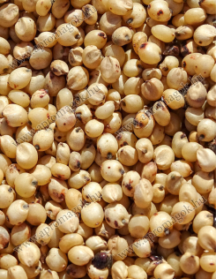 Cirok Fehér Takarmány