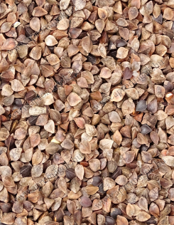 Hajdina - takramányozási célú