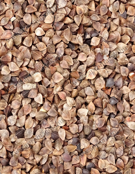 Hajdina - vetőmag /pohánka