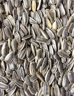 Napraforgó Iregi Csíkos