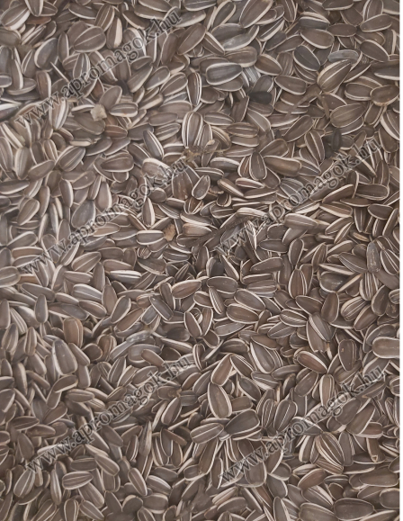 Napraforgó csíkos jaguár