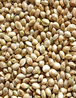 Kendermag - horgászathoz