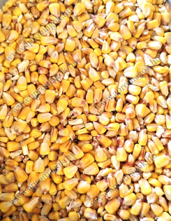 Kukorica takarmány