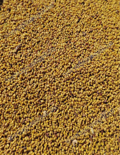 Lucernamag - Tisztított