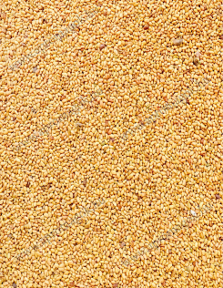 Lucernamag - Csíráztatásra