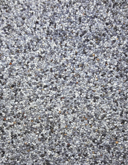 Mák - olajütésre/sajtolásra