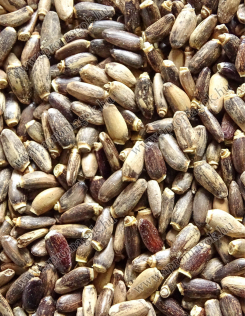 Máriatövis mag - takarmányozási célú