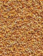 Muharmag Sárga - Vetőmag