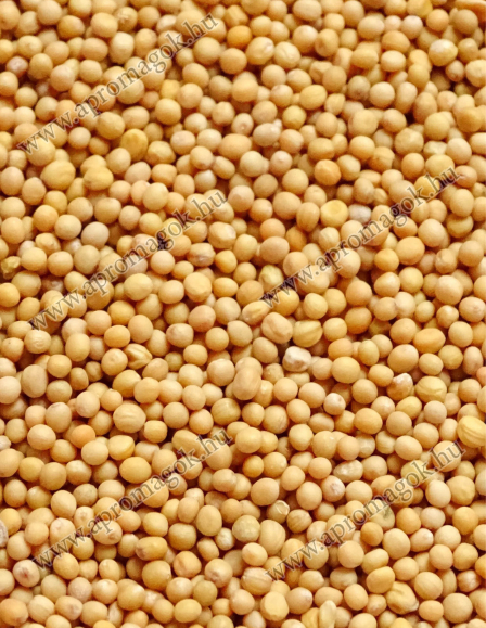 Mustármag - olajütésre/sajtolásra