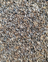 Négermag - horgászathoz