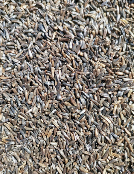 Négermag - horgászathoz