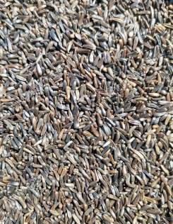 Négermag - takarmányozási célú