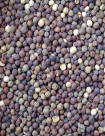 Borsó Őszi - takarmányozási célú