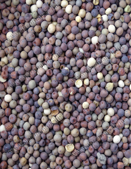 Borsó Őszi - takarmányozási célú