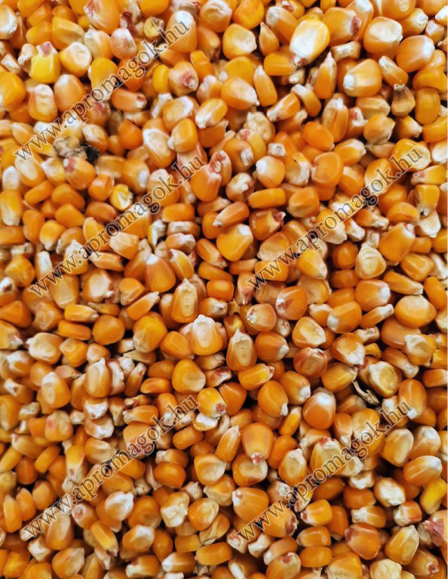 Kukorica Pioneer - takarmányozási célú