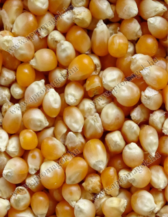 Kukorica popcorn
