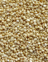 Quinoa