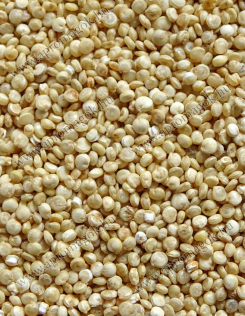 Quinoa