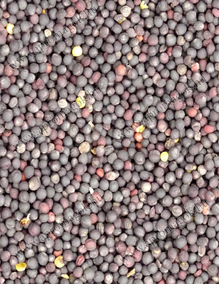 Repce - takarmányozási célú