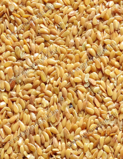 Lenmag Sárga - olajütésre/sajtolásra