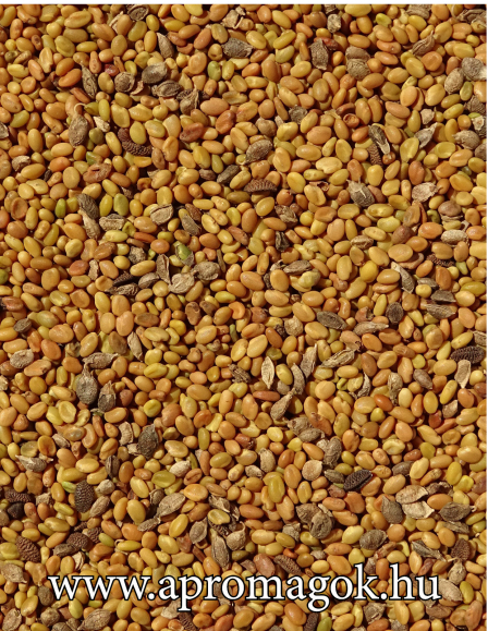 Somkóró mag - Koptatott, Kecskeméti Fehér Virágú, Kétnyári Vetőmag