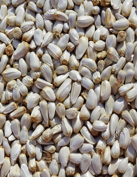 Sáfrányos Szeklice Mag - olajütésre / sajtolásra