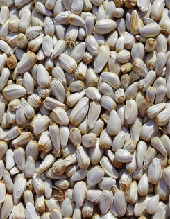 Sáfrányos Szeklice Mag - vetőmag