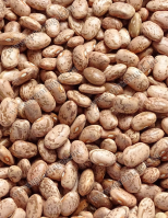 Bab - Pinto tarkabab