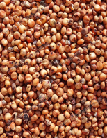 Cirok vörös - horgászathoz