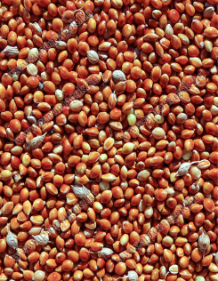 Köles Vörös - horgászathoz