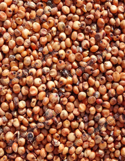 Cirok Vörös - takarmányozási célú