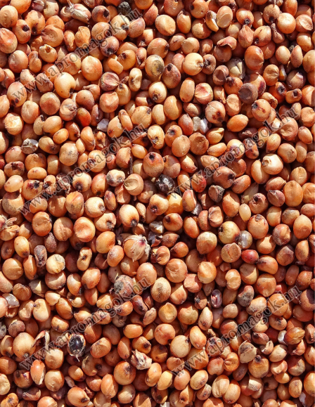 Cirok Vörös - takarmányozási célú