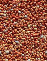 Köles Vörös - vetőmag