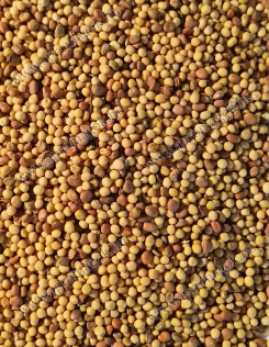 Zölditő Páros Fémzárolt