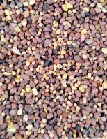 Zöldítő Páros: Olajretek 70 % - Mustármag 30 % Keverék